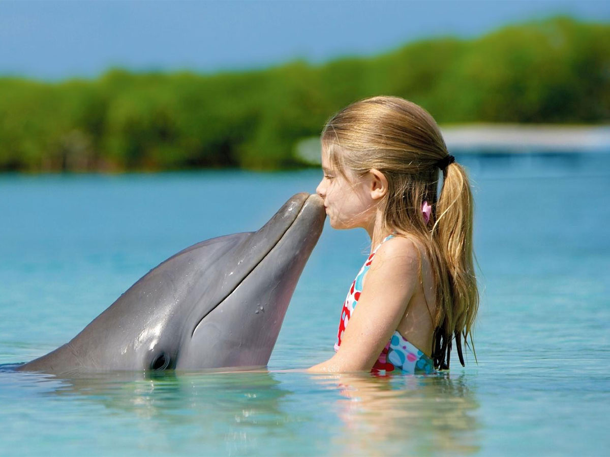 Дельфины. Дельфины в море. Фото дельфина. Дельфин в воде. Удовольствие с дельфином